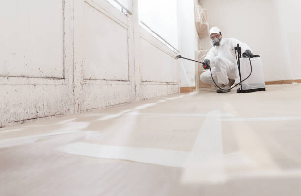 24/7 Emergency Basement Mold Remediation experts in Palmetto, GA