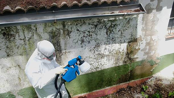 Top rated local Basement Mold Remediation specialists in Palmetto, GA